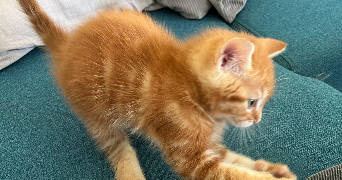charlotte pet sitter à CAEN 14000_1
