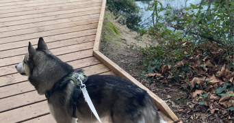 arthur pet sitter à MONTPELLIER 34090_8