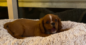 enzo pet sitter à PIERREFITTE SUR SEINE 93380_10