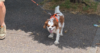 isabelle pet sitter à MARLY 57155_9