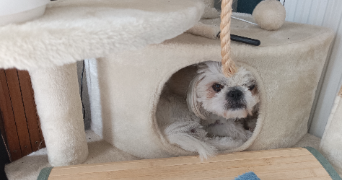 catherine pet sitter à ELANCOURT 78990_5