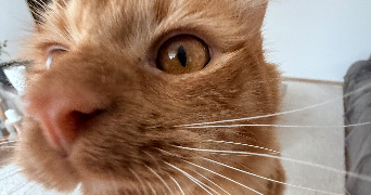 amélie pet sitter à REIMS 51100_5