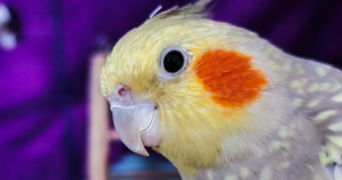 ophely pet sitter à HAISNES 62138_2