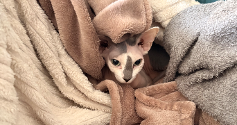 hélène pet sitter à MANAGE 7170_2