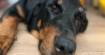 lea pet sitter à MEZE 34140_3