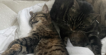 malika pet sitter à ST PIERRE DES CORPS 37700_0