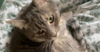 julie pet sitter à Toulouse 31000_5