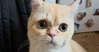 jérémy pet sitter à LYON 08 69008_1