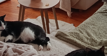 amelie pet sitter à GRENOBLE 38100_3