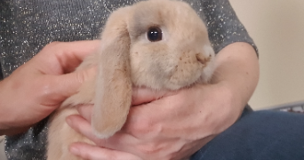 severine pet sitter à GEISPOLSHEIM 67118_7