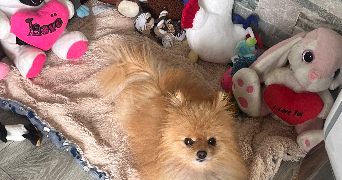 marine pet sitter à VOULANGIS 77580_4