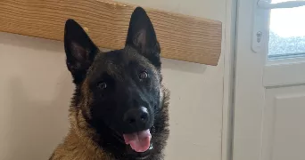 kenza dog sitter à VILLERS COTTERETS 02600