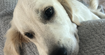 tiffany pet sitter à ST PERE SUR LOIRE 45600_0