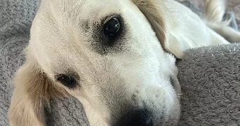 tiffany pet sitter à ST PERE SUR LOIRE 45600