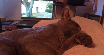 clara pet sitter à Toulouse 31500_7