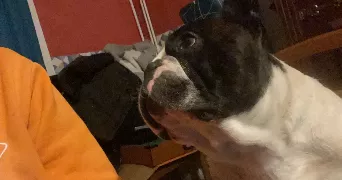 pascal pet sitter à BLENDECQUES 62575