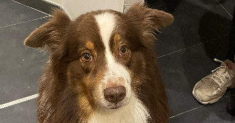 celie pet sitter à ROSHEIM 67560_3