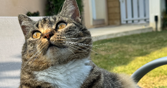 manon pet sitter à BLANQUEFORT 33290_1