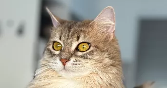 celine pet sitter à FONTANES 30250