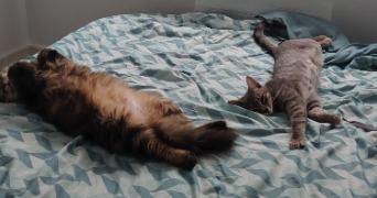 charlene pet sitter à HONFLEUR 14600_3