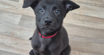 priscillia pet sitter à WITTELSHEIM 68310_7