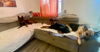 anaelle pet sitter à Reims 51100_14