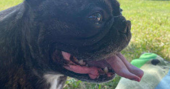 théa pet sitter à METZ 57000_4