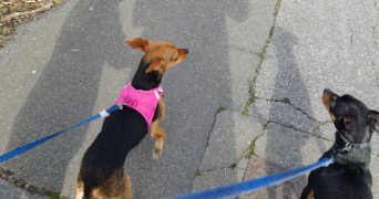 céline dog sitter à VALENCIENNES 59300_3