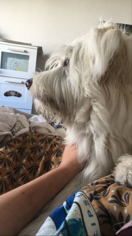 Marion pet sitter à Mérignac 33700_3