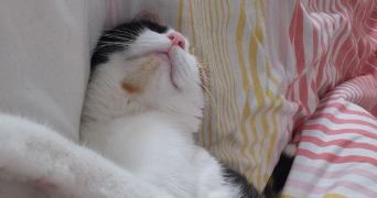 léonie pet sitter à LYON 08 69008_1