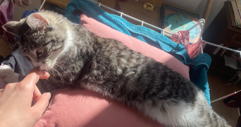 salomé pet sitter à MARSEILLE 01 13001_8