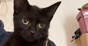 marion pet sitter à ALBIAS 82350