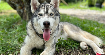 emma pet sitter à ST ALBAN LEYSSE 73230_5