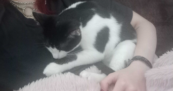 elie pet sitter à HAGUENAU 67500_2