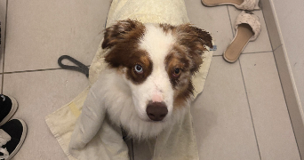 louane pet sitter à BOURGES 18000_9