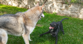 sarah pet sitter à LAVAL 53000_2