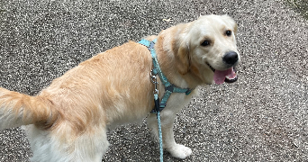 célia pet sitter à NANTES 44300_4