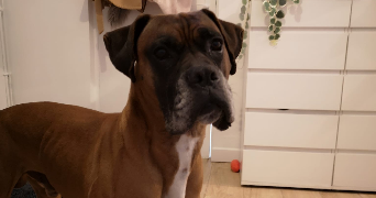 alizee pet sitter à LE HAVRE 76600_5