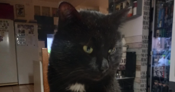 mélanie pet sitter à LES PENNES MIRABEAU 13170_3