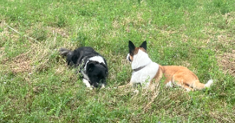 florian dog sitter à STE FOY LES LYON 69110_2