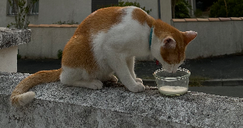 ameline pet sitter à Angers 49100_4