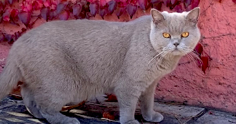 florine pet sitter à LA ROCHELLE 17000_2