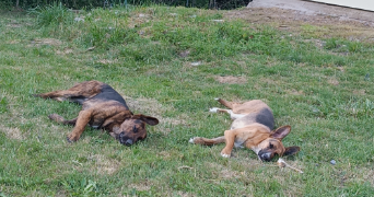 morgane pet sitter à ST VERAIN 58310_1