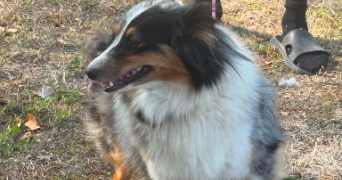 fanny dog sitter à RIOM 63200_3