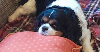 mélissa pet sitter à Villard-de-Lans 38250_2