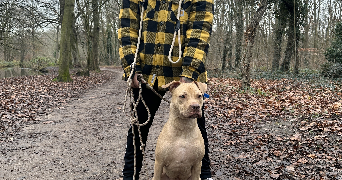 emiliano dog sitter à MAISONS ALFORT 94700_1