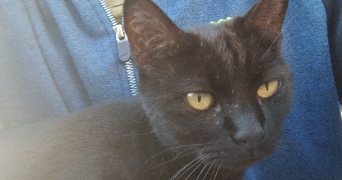 vibhor dog sitter à MONTROUGE 92120_5