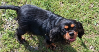 marais pet sitter à PONTIVY 56300_2