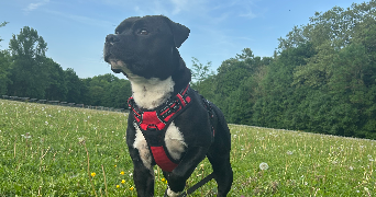 célia pet sitter à ST PIERRE DU PERRAY 91280_1
