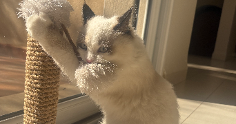 dehia  pet sitter à LILLE 59000_5